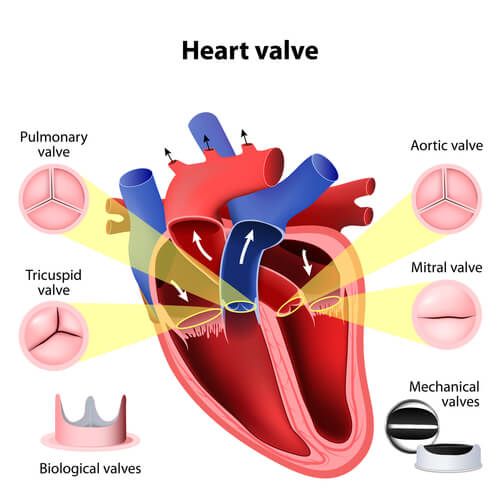 Heart Valve